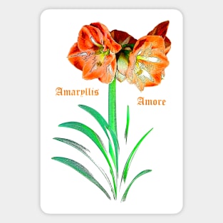 Amaryllis Amore Magnet